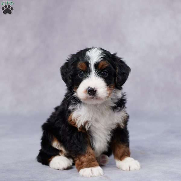 Drake, Mini Bernedoodle Puppy